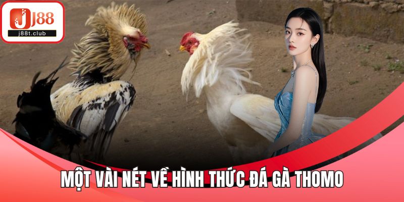 Một vài nét về hình thức đá gà Thomo